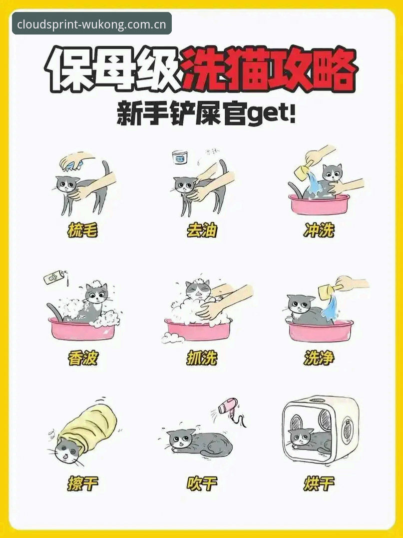悟空体育客服 新手必看!悟空体育客服最常被问到的5个问题与解决办法